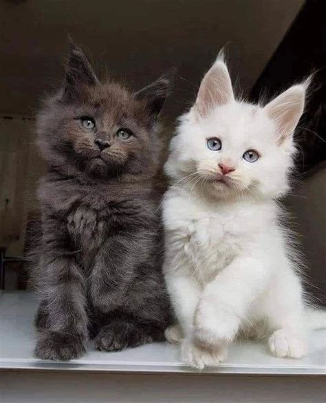 Purrfect Bowls