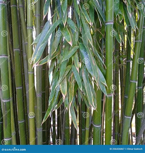Bamboo Plants, Evergreen Perennial Flowering Plants Stock Image - Image ...