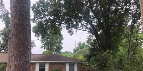 Image result for Tree with Bark Rot