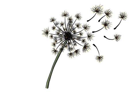 How to Draw a Dandelion | Design School