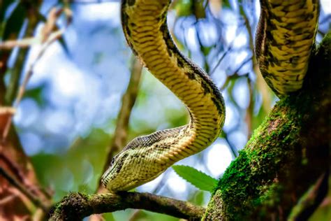 Wild Python Snakes 的图像结果