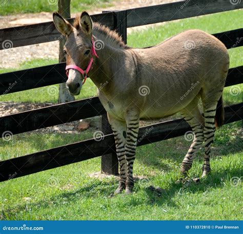 Zebra and Donkey Hybrid in Holding Pen Stock Photo - Image of donkra ...