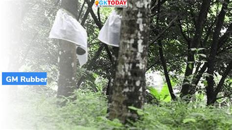 Genetically modified crops – GKToday