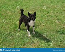 Image result for Cute Black and White Spotted Rabbit