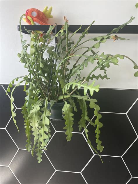 Zigzag plant is desperate for some tlc : r/houseplants