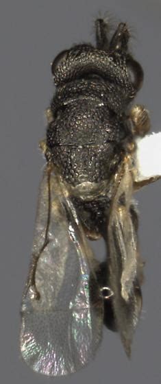 parasitoid 的图像结果