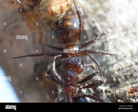 Ant-eating Spiders (Euryopis) Arachnida Stock Photo - Alamy