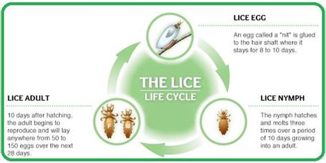 LICE, LICE INFESTATION & TREATMENT Lice [Louse, singular] are parasitic ...