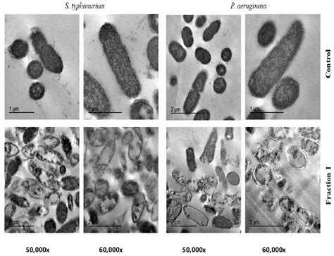 Antibacterial Peptides Produced by Alcalase from Cowpea Seed Proteins