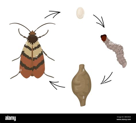 Complete life cycle of an indian meal moth, a common pantry pest ...