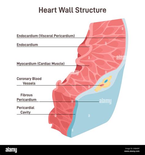 Heart wall structure. Pericardium, myocardium, endocardium. Labeled educational scheme of heart ...