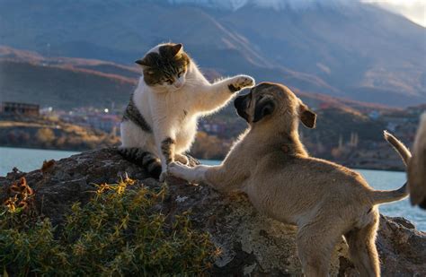 White Rock Veterinary Hospital