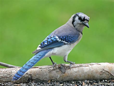 The Blue Jay | Canadian Lovely Bird Basic Facts & Information | Beauty ...