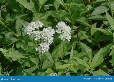 Japanese Spiraea ( Spiraea Japonica ) White Flowers. Rosaceae Deciduous Shrub, Endemic To Japan ...