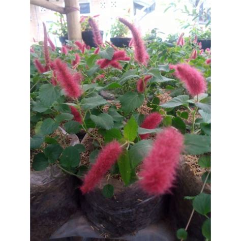 Image result for Bunga API Kucing