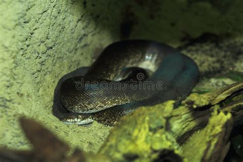 Macklot Python 的图像结果