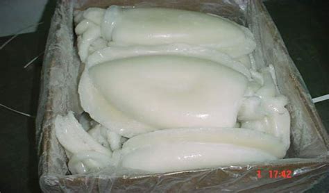 Cephalopods | Squids | Octopus