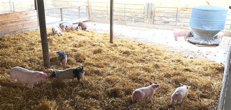 Worries rise over meat prices and availability for producers and ...