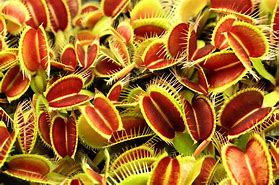 Image result for Large Carnivorous Plants for Sale