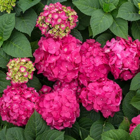 Gorgeous Hydrangeas and Pretty Flowering Perennials