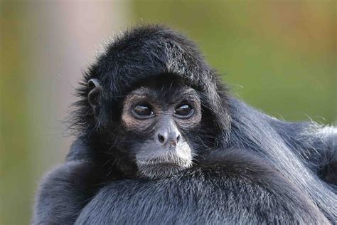 20 Spider Monkey Fun Facts - Facts.net