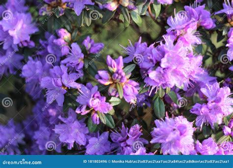 Bush with purple flowers stock photo. Image of park - 181803496