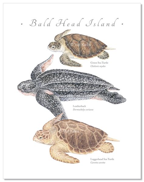 Sea Turtle Types 的图像结果