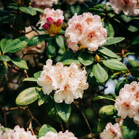When to prune azaleas - choosing the right time is crucial | Ideal Home