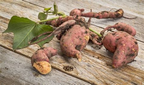 Eating Healthy: शकरकंद की जड़ ही नहीं, पत्तियां भी हैं पौष्टिक, प्रोटीन ...