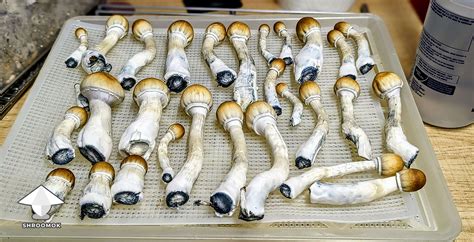 Albino Pink Buffalo magic mushrooms growing