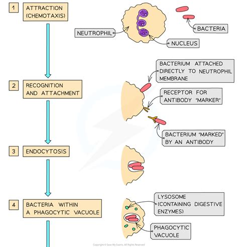 Labelled Diagram Of Phagocytosis