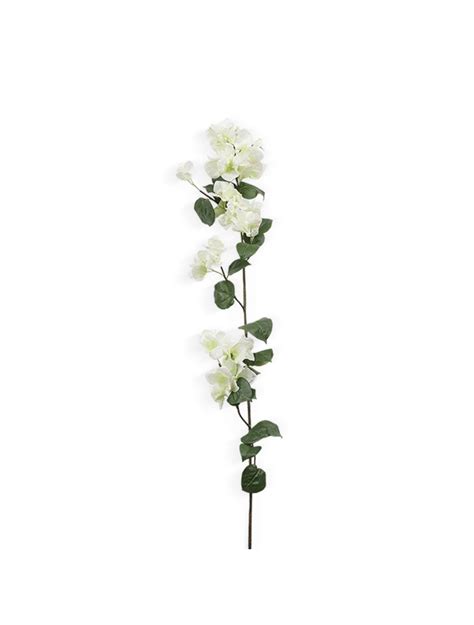 Bougainvillea Stem Cream Elegance with Joyful Energy - IAAH