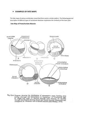 Fate Maps - Introduction and fate map by natural marking and artificial ...
