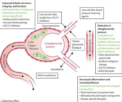 Chronic kidney disease - The Lancet