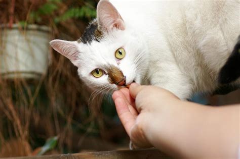 喂猫误区二：只给猫咪喂食干猫粮 | 大王猫-专注于猫咪和狗狗的宠物网站