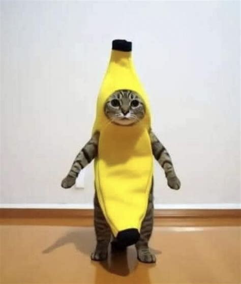 Funny Cat in Banana Costume