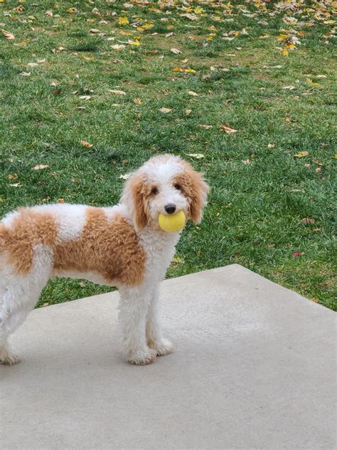 Gemma LOVES full sized tennis balls, despite the fact that they are far ...