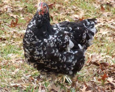 Image result for Java Chicken Facts