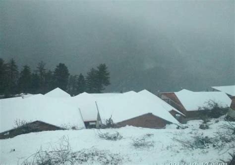 Auli Eco Nature Resort Auli, Rooms price , rooms details, contact ...