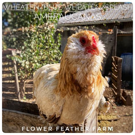 Best Flock on the Block: Wheaten/Blue Wheaten/Splash Ameraucanas ...