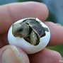 Image result for All Baby Animals