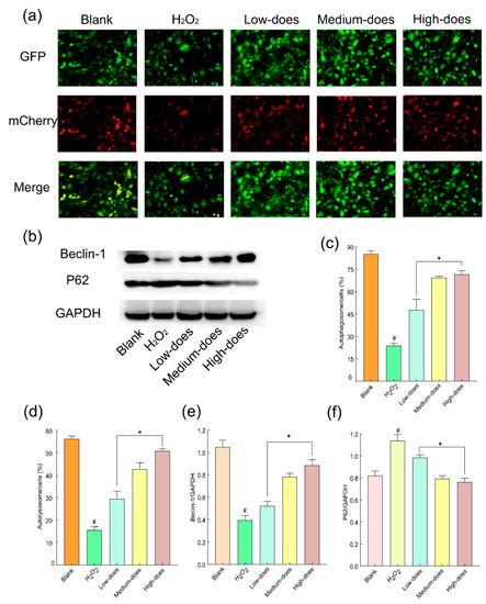 Extraction and Purification of Flavonoids from Buddleja officinalis ...