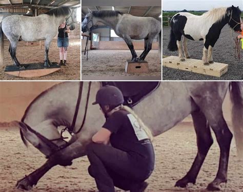 Gym PT sessions for your horse (and young horse sessions) - Catesby ...
