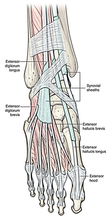Image result for Extensor Digitorum Longus Tendonitis