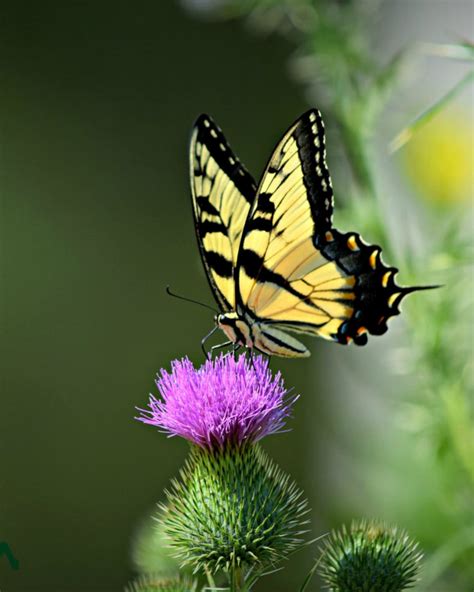 Linville Memorial Funeral Home