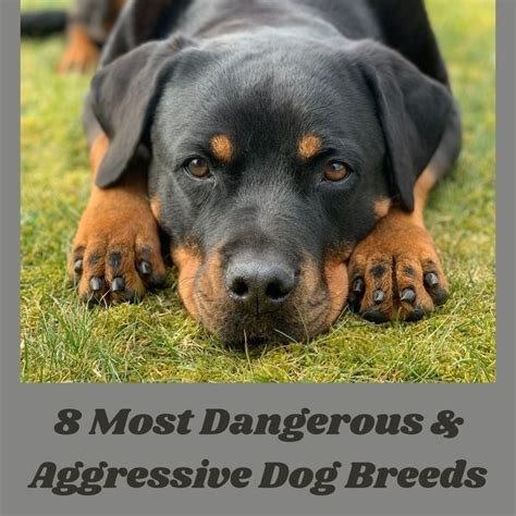 Dangerous Dog Breeds With Names