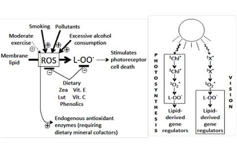 Eye Nutrition in Context: Mechanisms, Implementation, and Future Directions