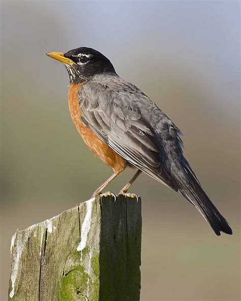 American Robin, Michigan State Bird