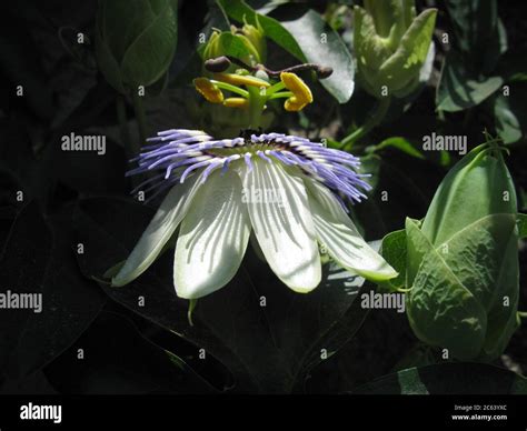 Blue Passion flowers and blossoming flowers with green leaves ...