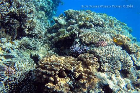 BLUE SAFARI WORLD TRAVEL (2026) All You Need to Know BEFORE You Go ...